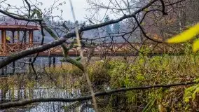 Las miejski w Giżycku, listopad 2020 r. - zdjęcie 7