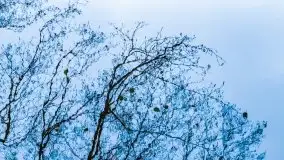 Las miejski w Giżycku, listopad 2020 r. - zdjęcie 24