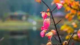 Las miejski w Giżycku, listopad 2020 r. - zdjęcie 3