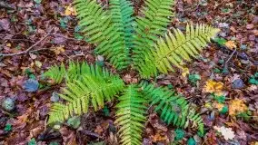 Las miejski w Giżycku, listopad 2020 r. - zdjęcie 18