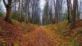 Las miejski w Giżycku, listopad 2020 r. - zdjęcie 33