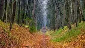 Las miejski w Giżycku, listopad 2020 r. - zdjęcie 30