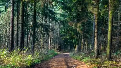 Leśne klimaty w okolicach Wydmin