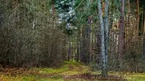 Leśne klimaty w okolicach Wydmin - zdjęcie 9