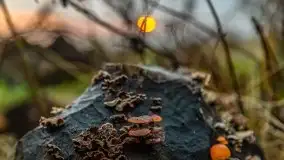 Wschód słońca przy moście Sztynorckim i jeziorze Dargin - zdjęcie 59