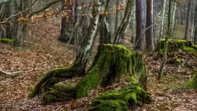 Krutynia i Nowy Mostek w grudniowych zdjęciach - zdjęcie 38