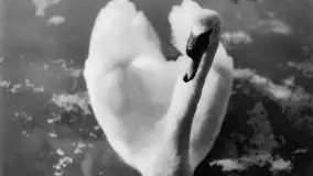 Przedwojenne zdjęcia Rynu (Rhein) - zdjęcie 54