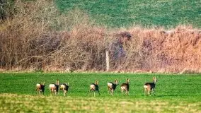 Grudniowe Mazury na zdjęciach Stanisława Sielewicza - zdjęcie 9