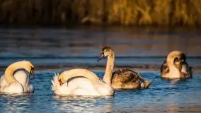 Grudniowe Mazury na zdjęciach Stanisława Sielewicza - zdjęcie 15