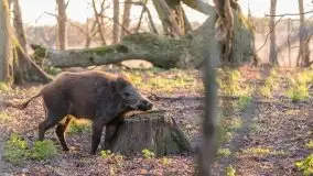 Mazurska flora i fauna na zdjęciach Jana Olchówki 2020 - zdjęcie 2