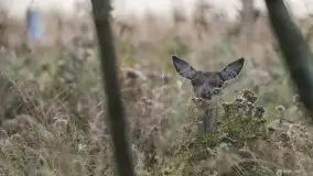 Mazurska flora i fauna na zdjęciach Jana Olchówki 2020 - zdjęcie 6