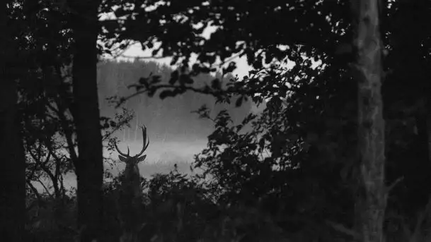 Mazurska flora i fauna na zdjęciach Jana Olchówki 2020 - zdjęcie 10