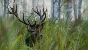 Mazurska flora i fauna na zdjęciach Jana Olchówki 2020 - zdjęcie 8