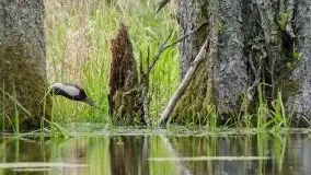 Mazurska flora i fauna na zdjęciach Jana Olchówki 2020 - zdjęcie 18