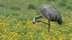 Mazurska flora i fauna na zdjęciach Jana Olchówki 2020 - zdjęcie 19