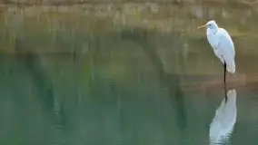 Mazurska flora i fauna na zdjęciach Jana Olchówki 2020 - zdjęcie 35