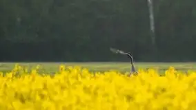 Mazurska flora i fauna na zdjęciach Jana Olchówki 2020 - zdjęcie 20