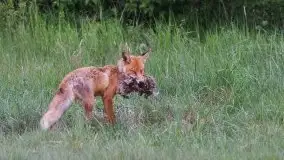 Mazurska flora i fauna na zdjęciach Jana Olchówki 2020 - zdjęcie 33