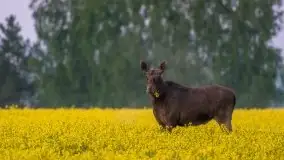 Mazurska flora i fauna na zdjęciach Jana Olchówki 2020 - zdjęcie 31