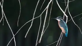 Mazurska flora i fauna na zdjęciach Jana Olchówki 2020 - zdjęcie 26