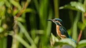 Mazurska flora i fauna na zdjęciach Jana Olchówki 2020 - zdjęcie 29