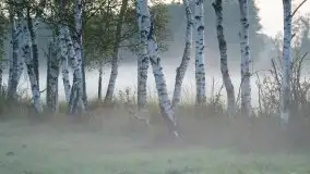 Mazurska flora i fauna na zdjęciach Jana Olchówki 2020 - zdjęcie 21