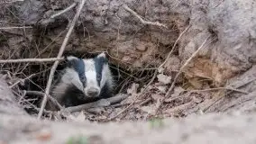 Mazurska flora i fauna na zdjęciach Jana Olchówki 2020 - zdjęcie 27