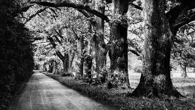 Przedwojenne zdjęcia Sztynortu (Steinort) - zdjęcie 31