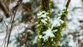 Zimowe i pochmurne kolory Mazur w okolicach Kruklanek - zdjęcie 42