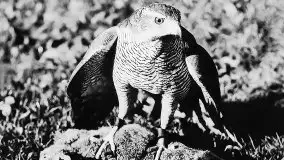 Przedwojenne zdjęcia Szczytna (Ortelsburg) - zdjęcie 80