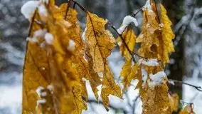 Zimowa szarówka w okolicach Kruklina, Gawlika Małego i Wydmin - zdjęcie 10