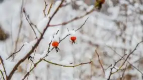 Posypało na Mazurach - zobacz okolice wsi Gajrowskie i Orłowo - zdjęcie 22