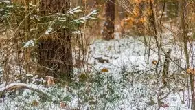 Zima nad jeziorem Wesołek, okolice Rucianej Nidy - zdjęcie 20