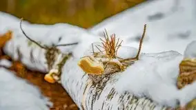 Zima nad jeziorem Wesołek, okolice Rucianej Nidy - zdjęcie 27