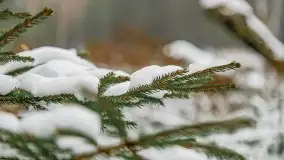 Zima nad jeziorem Wesołek, okolice Rucianej Nidy - zdjęcie 52