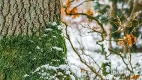 Zima nad jeziorem Wesołek, okolice Rucianej Nidy - zdjęcie 55