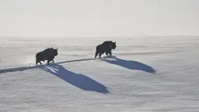 Mazurskie zwierzęta i pełnia zimy na zdjęciach Jana Olchówki - zdjęcie 8