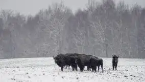 Mazurskie zwierzęta i pełnia zimy na zdjęciach Jana Olchówki - zdjęcie 21