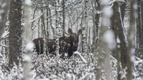 Mazurskie zwierzęta i pełnia zimy na zdjęciach Jana Olchówki - zdjęcie 31
