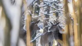 Mazurskie zwierzęta i pełnia zimy na zdjęciach Jana Olchówki - zdjęcie 4