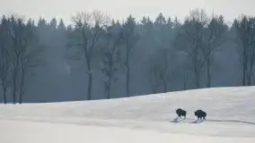 Mazurskie zwierzęta i pełnia zimy na zdjęciach Jana Olchówki - zdjęcie 17