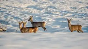 Mazurska zima na zdjęciach Staszka Sielewicza - zdjęcie 33
