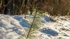 Kolejna dawka pięknej, mazurskiej zimy przy jez. Dargin - zdjęcie 31