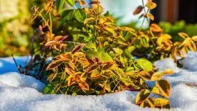 Port Ognisty Ptak w zimowej scenerii, 01.2021 r. - zdjęcie 35