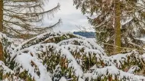 Okolice Kleszczewa w zimowej scenerii, styczeń 2021 - zdjęcie 18