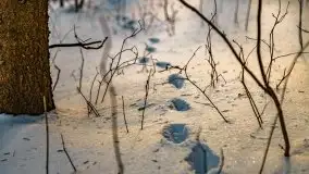 Jezioro Ślepieniec skąpane w zimowej bieli, luty 2021 - zdjęcie 27