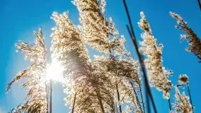 Szukamy wiosny - znajdujemy pierwsze oznaki - zdjęcie 16