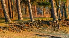 Przedwiosenny zachód słońca nad jeziorem Gołdopiwo i Żabiniec - zdjęcie 53