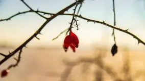 Zimowa sceneria okolic Kętrzyna, luty 2021 - zdjęcie 16