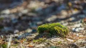 Przedwiośnie w lasach przy Wilkasach, marzec 2021 - zdjęcie 14